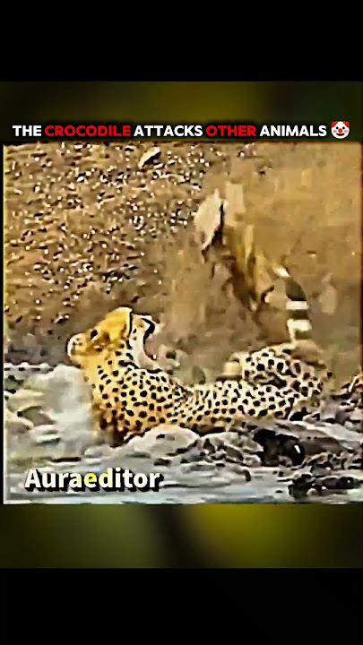 This animal has quick reflexes  🥶🔥💀 #aura #troll #reflex #edit