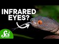 9 Weird Ways Animals See the World