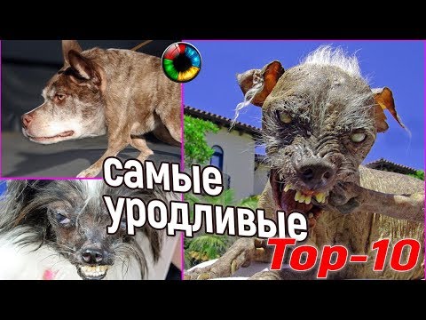 Видео: Топ 10 самых уродливых пород собак в мире
