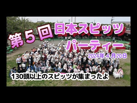 第5回_日本スピッツパーティー@神門村喫茶ZIZI(2024年4月20日) #日本スピッツ #オフ会