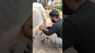 #mk #vlogs animals lover cow feeding 🐄❤🐄 #subscribe @mk_vlogs59 ..