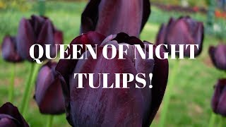 QUEEN OF NIGHT TULIPS 💜🖤
