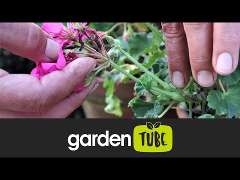 Video: Fjernelse af brugte Gloxinia-blomster - Tips til at deadheading en Gloxinia-plante