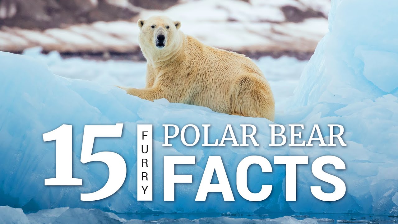 Printable Polar Bear Facts