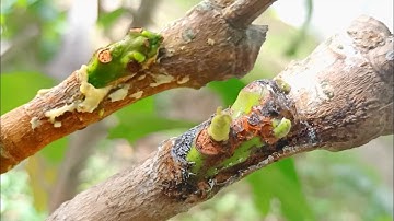 Chip - Bud Easy Grafting Technique | Grafting Results Fruit Tree