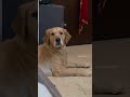 Batao hum gadhe hain kya? 🥺 #shortsvideo #goldenretriever #doglove #doglovers #ytindiashorts #viral