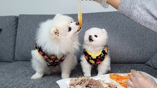 [ENG] Dog kimchi eating show Mukbang (Making kimchi for Dog)