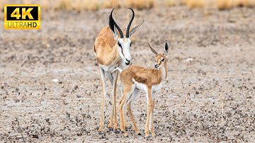 Cute Young Wild Animals With Relaxing Music (Colorfully Dynamic), Music Heals the Soul