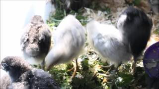 Chick sounds to help your chicks hatch!  Black & lavender Orpingtons