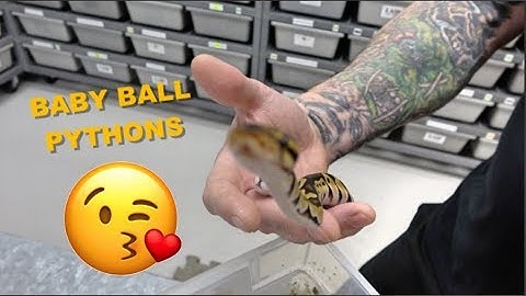 Ball Python Kissing The Camera | Egg Cutting Video !!
