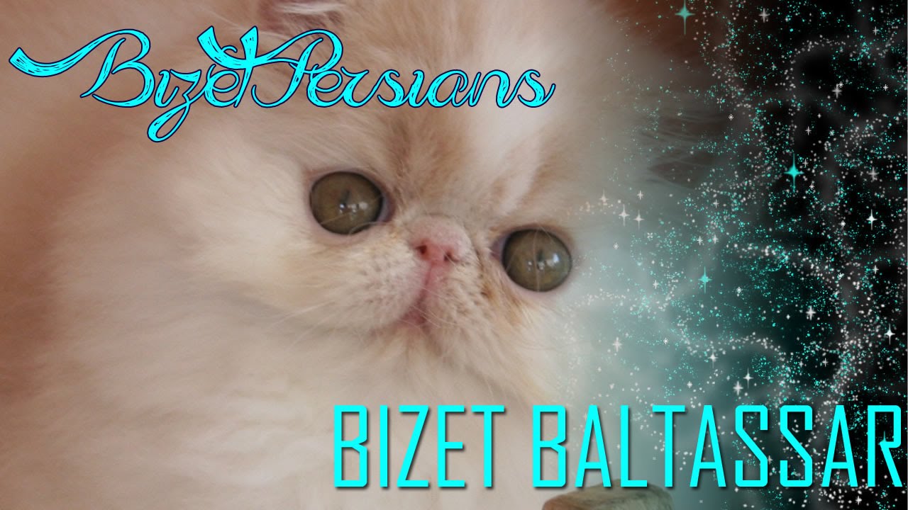 Bizet Baltassar Cuccioli Gatto Persiano Allevamento Bizet Persians