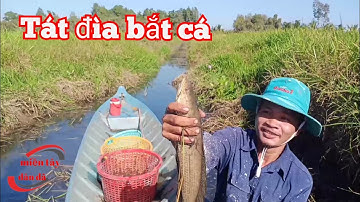 Tát đìa bắt cá bắt cá đồng cuối mùa nước nổi ở miền tây | miền tây dân dã | # 185