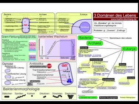 3 Domänen des Lebens / Protisten