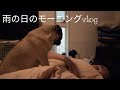 【結婚願望を失った30代独身】犬と暮らす在宅ワーカー雨朝Vlog＆ご報告