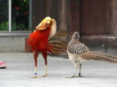 Eagle Vs Fighting Rooster Kung Fu