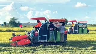 Farmer Harvesting Rice Kubota Harvester Working Skills #tractor #harvest #farming #2024