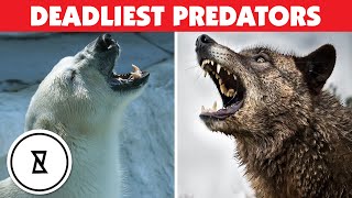 10 Most Dangerous Animals In The World!