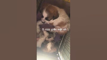 Vui tý thôi mà cưng…. #justinbieber #dog #pet #funnyshorts