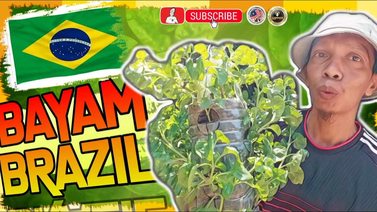 Cara Menanam Bayam Brazil & Khasiatnya 
