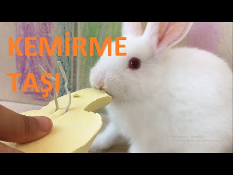 Video: Tavşanlar İçin Eksiksiz Kılavuz