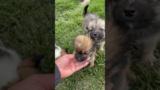 Puppies #puppyvideos #cachorritos #mascotas