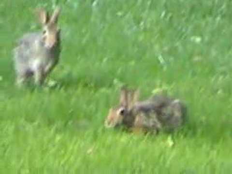 Wild rabbit behaviors