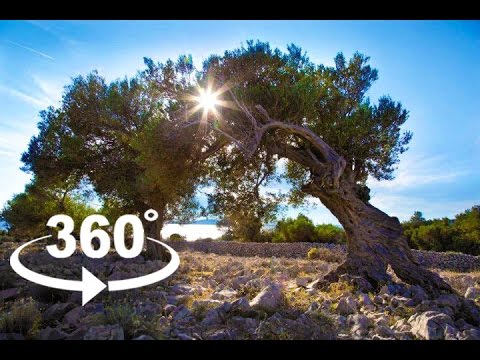 Olive Gardens Of Lun Pag 360º Vr Pointers Travel Youtube