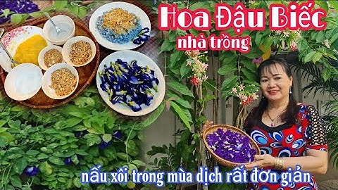 PD 224 - Cách Nấu Xôi HOA ĐẬU BIẾC Cực Kỳ Đơn Giản , Lần đầu uống nước HĐB nhờ em trai Thái Vinh .