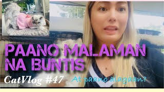 Paano Malaman kung Buntis ang ating Pusa | Paano ito Alagaan ? | CatVlog #47 #pregnantcat #catvideos