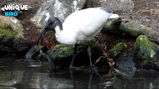 The Breathtaking Sight Of A Stunning Bird Quenching Its Thirst From A Crystal-Clear Stream