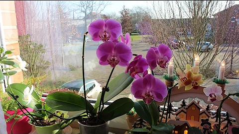КОГДА ПОЛИВАТЬ ОРХИДЕИ ? КАК ОПРЕДЕЛИТЬ, ПОРА ЛИ #ПОЛИВАТЬ_ОРХИДЕЮ ФАЛ ? #ORCHIDS #oldenburgru#71
