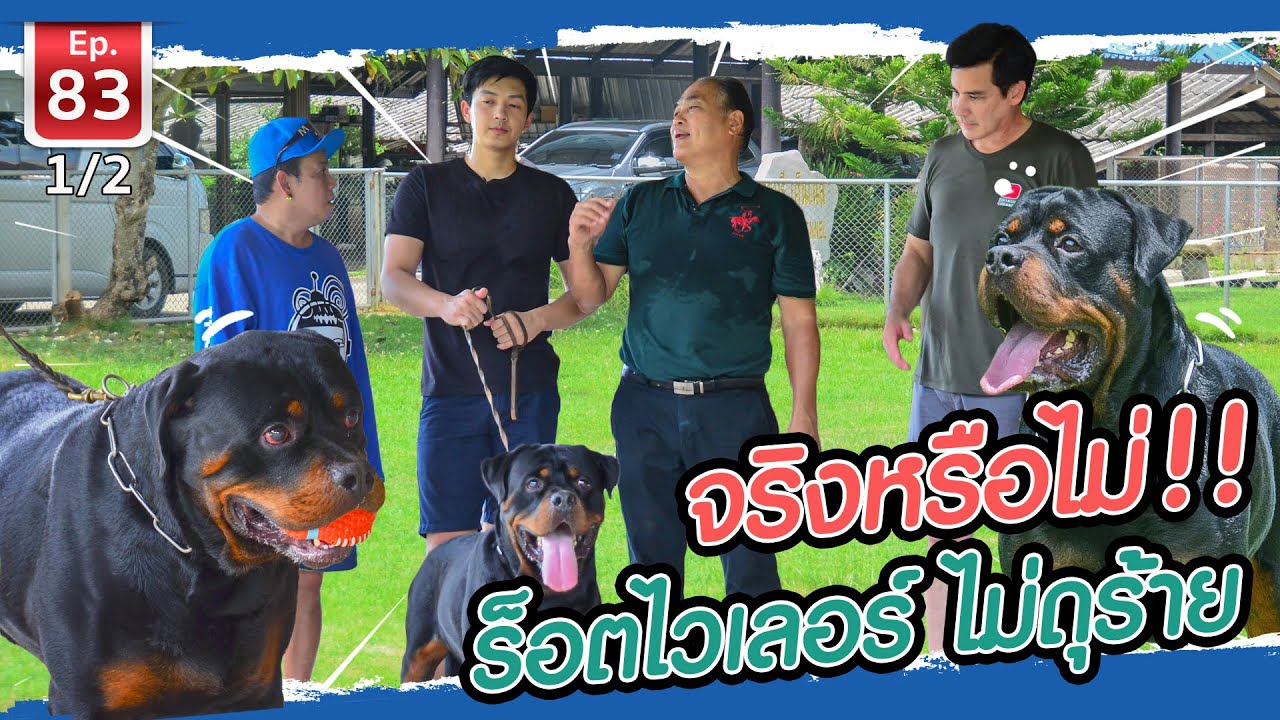 สุนัข พันธุ์ ดุ  Update  จริงหรือไม่!! ร็อตไวเลอร์ ไม่ดุร้าย - เพื่อนรักสัตว์เอ้ย EP.83 [1/2]