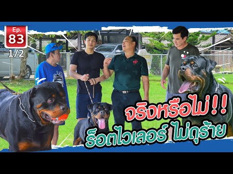 วีดีโอ: วิธีฝึกสุนัขร็อตไวเลอร์