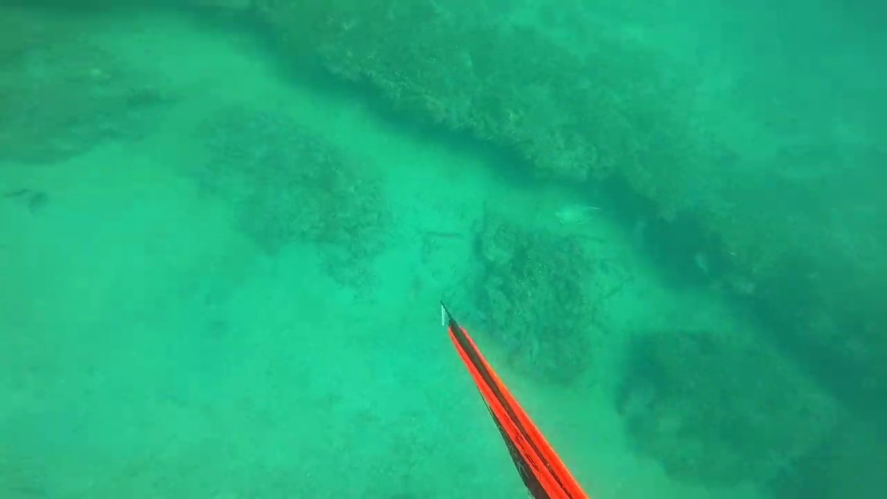 C4 Gladius spearing Mangrove Snapper in Florida 