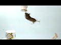 Mouse must jump for food