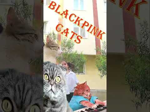 Blackpink Cat Group