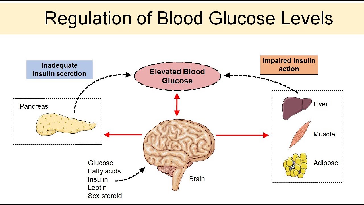 Головной мозг печень кровь. Blood Sugar Regulation. Glucose in Blood. Insulin Blood concentration. Concentration of Insulin in Blood.