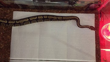 Ball Python VS Clueless Rat **WARNING: Live Feeding!!!** (Snatch Em & Dispatch Em!)