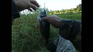 видео: Рыбалка. Ловля на боковой кивок. Окуней - горбачей. 2020. картинка: Рыбалка. Ловля на боковой кивок. Окуней - горбачей. 2020.