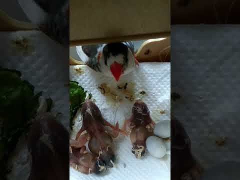 فراخ الزيبرا بعد فقص البيض بثلاثة ايام