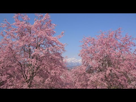 美しき小川村の番所の桜と立屋の桜・4K