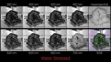 Water stress timelapse using hyperspectral imagery