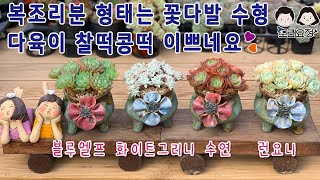 23.11.12 예쁜코사지분 함께 봐요/모래요정 다육식물 (多肉植物) (たにくしょくぶつ) Korean Succulent