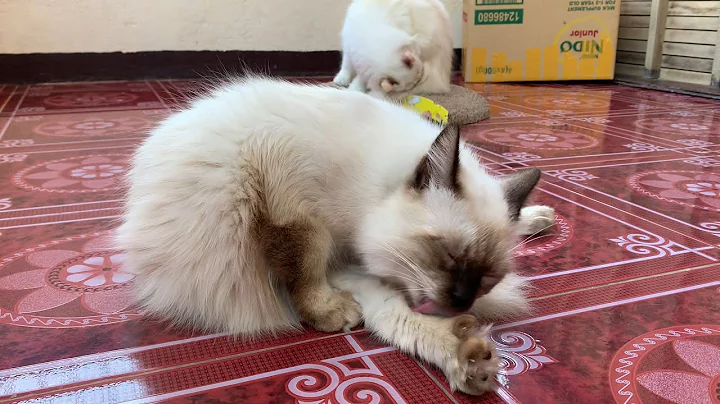 Watch the video about Persian mixed Siamese Cats self-grooming time