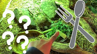WHAT I FEED OUR TORTOISES | SUPPLEMENTS