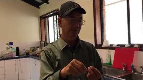 Qhia Ncwm qaib hu plig