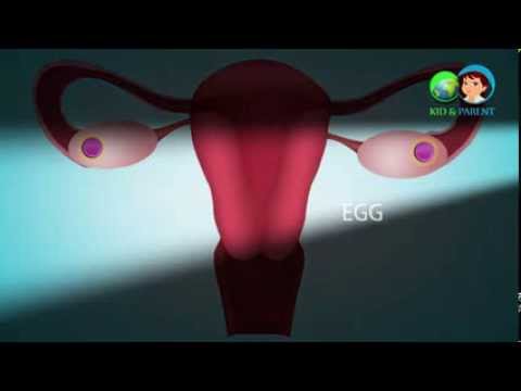getting-pregnant