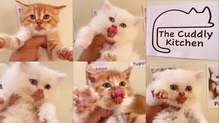 Day 49: Kittens Eating Wet Food for the First Time! - Cute Cats! - Day 49 of Day 100 by The Cuddly Cats 82 views 1 year ago 8 minutes, 53 seconds