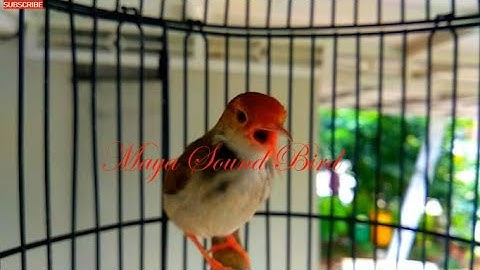 Prenjak Gacor - Masteran Tembakan Panjang Prenjak Lumut - Variasi Pancingan Pikat Prenjak Merah