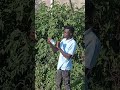Https Www Tiktok Com Blueskycomedy2 T ZM 8yQOQnKnU1t R 1 Funny Comedymove Comedy Https Www Tiktok Com Blueskycomedy2 T ZM 8yQOQnKnU1t R 1 Funny Comedymove Comedy